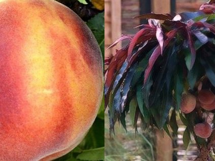 Broskyňa zakrslá DUO 'Amber Pix Zee + Crimson Bonfire'