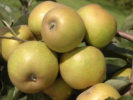 Jabloň 'Kožená Reneta'