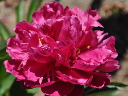 Pivonka čínska 'Louis Van Houtte' - Paeonia lactiflora 'Louis Van Houtte'