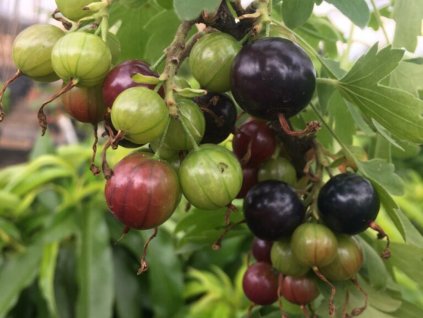 Meruzalka 'Black Giant Missouri'