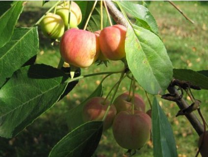 Jabloň okrasná 'Cheals Crimson'