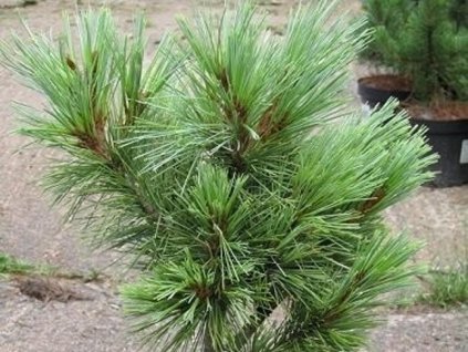 Borovica pohorská 'Snow White'