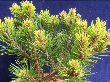 Borovica viržinská 'Mariton'