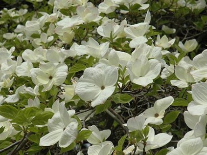 Drieň Nuttalov 'Eddie's White Wonder'