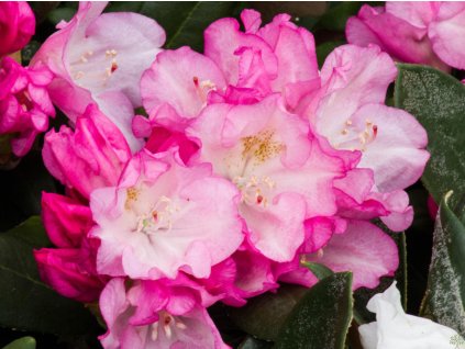 Rododendron 'Ken Janeck'