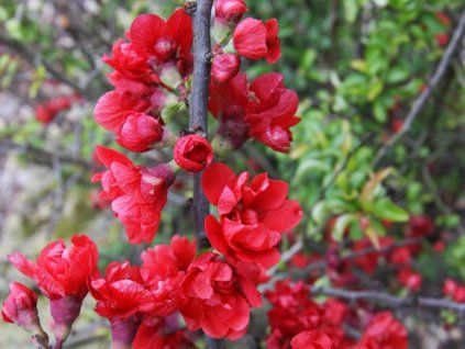 red joy