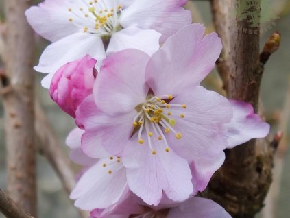Sakura ozdobná 'Tiltstone Hellfire'