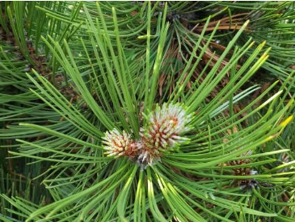 Borovica hustokvetá 'Compact Gem'