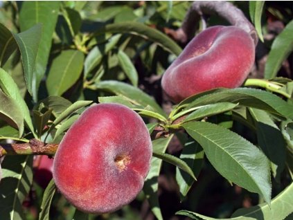 Nektarinka 'Concettina'