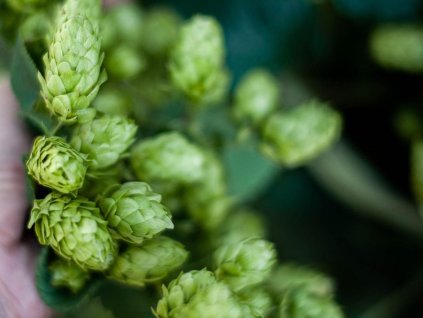 Chmeľ obyčajný 'Žatecký poloraný červeňák'