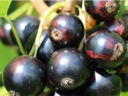 black marble