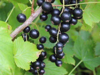 Ríbezľa Cassissima® 'Black Bells'