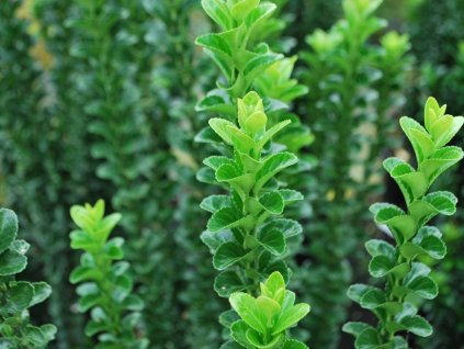 Bršlen japonský 'Green Rocket'