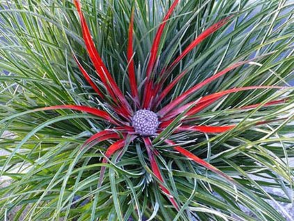 Bromélia fascicularia 'Bicolor' - vonkajšia bromélia
