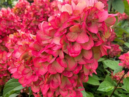 Hortenzia metlinatá  'Bloody Marie'