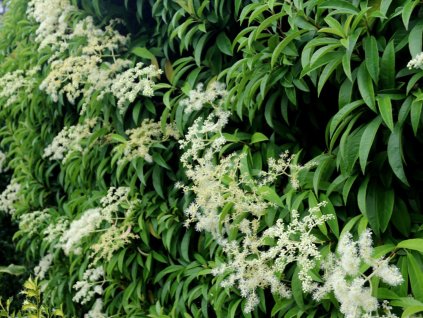 Pileostegia viburnoides
