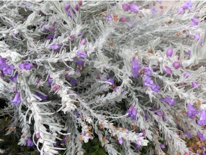 Eremophila nivea