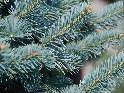 Jedľa plstnatoplodá 'Arizonica'