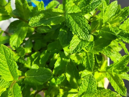 Mäta 'Mojito'