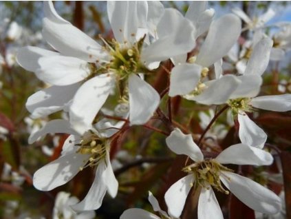 Muchovník Lamarckov