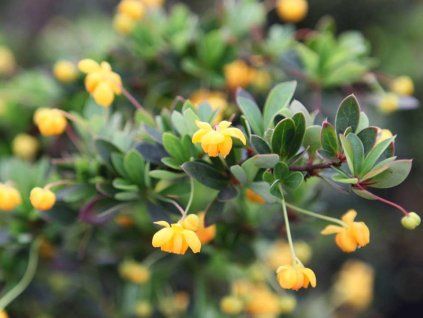 buxifolia