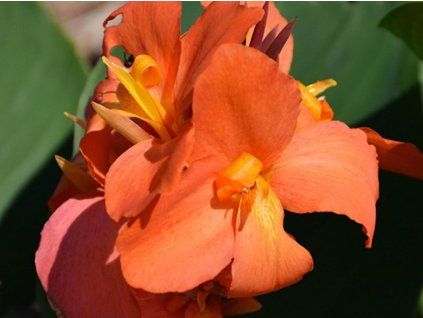 orange