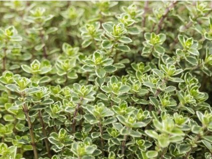 Materina dúška 'Lady D'