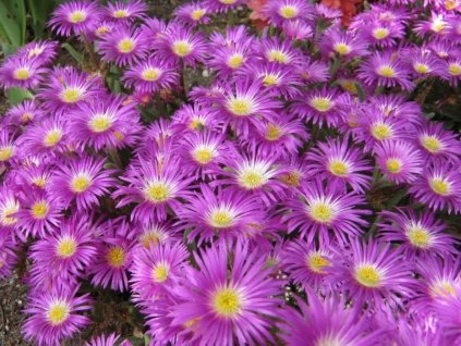 Poludňovka aberdeense 'Hot Pink' - Delosperma aberdeense 'Hot Pink'