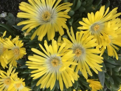 Poludňovka congestum - Delosperma congestum