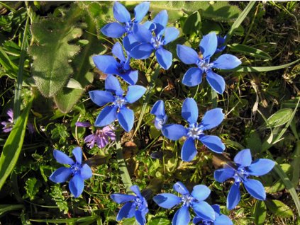 Horec jarný - Gentiana verna