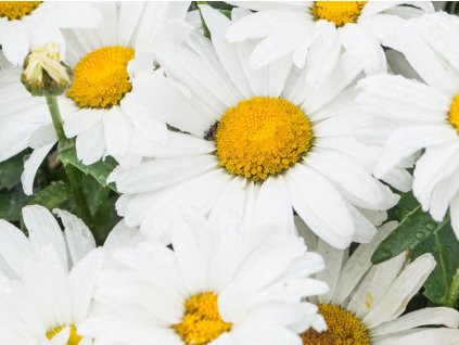 Margaréta  'Sweet Daisy Christine'