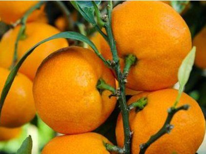 satsuma