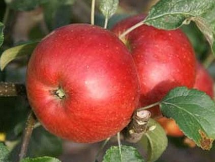 Jabloň 'Wealthy Double Red'