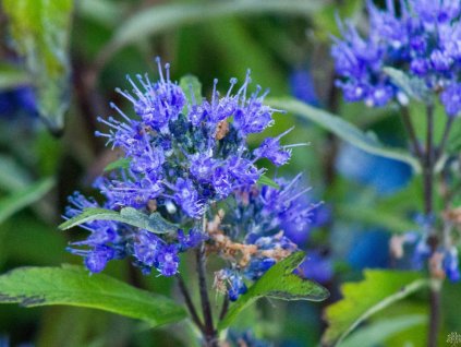 Bradavec klandonský 'Grand Bleu' - Inoveris