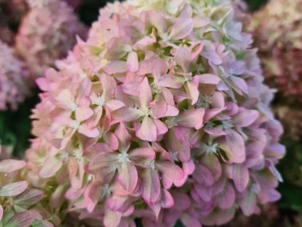 Hortenzia metlinatá 'Pixio®'