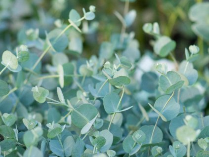 Eukalyptus Gunnov 'Azura'