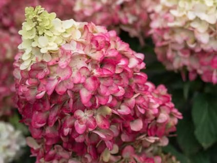 Hortenzia metlinatá 'LIVING PINK & ROSE®'
