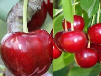 DUO - Čerešňa 'Regina' a Višňa 'Groniasta z Ujfehertoi'