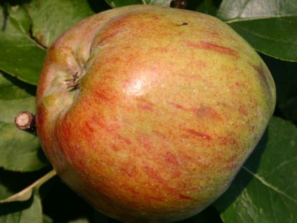 Jabloň 'Delcorf'