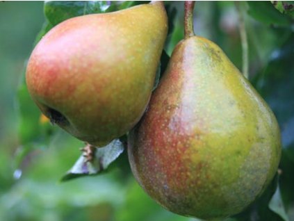 Hruška 'Gieser Wildeman'