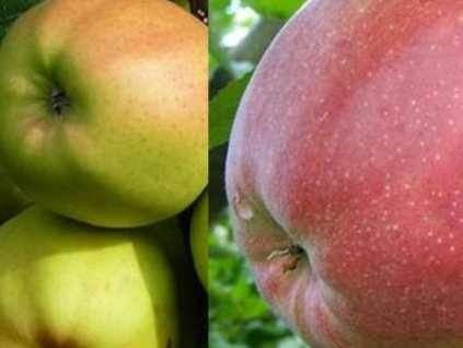 DUO - Jabloň 'Golden Delicious' a jabloň 'Ligol'