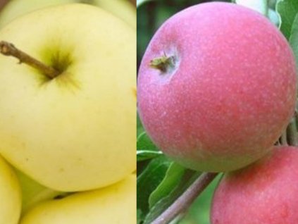 DUO - Jabloň 'Priesvitné letné a jabloň 'Geneva Early'