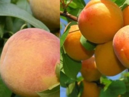 DUO - Marhuľa a Broskyňa