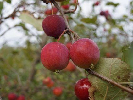 Jabloň okrasná 'Hyslop Crabapple'