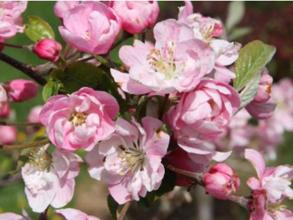 Jabloň vznešená 'Riversii'