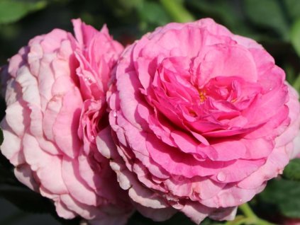 Ruža 'Kaffe Fassett Rose®' (Balenie špeciálne balenie)