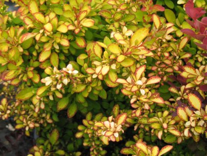 Dráč Thunbergov Limoncello 'BailErin'