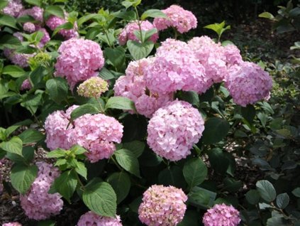 Hortenzia kalinolistá 'Bouquet Rose'
