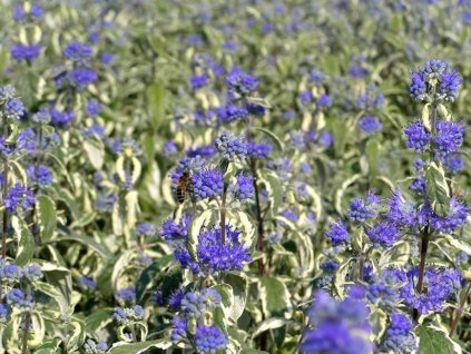 Bradavec klandonský 'White Surprise' PBR