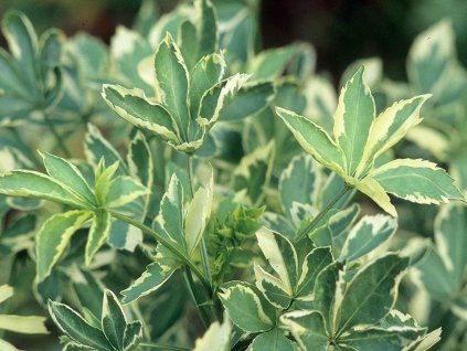 variet